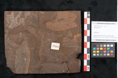 Foto (Objekt + Etikett) von Plantae indet.  (NHMW-GEO-2024-0188-11564)